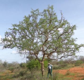 Commiphora Tree